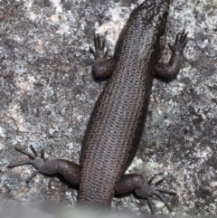 Egernia saxatilis at Paddys River, ACT - 25 Sep 2017