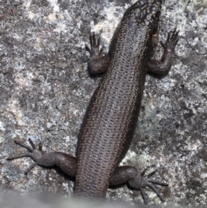 Egernia saxatilis at Paddys River, ACT - 25 Sep 2017 01:36 PM