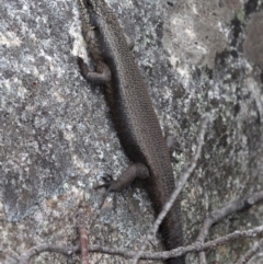 Egernia saxatilis at Paddys River, ACT - 25 Sep 2017 01:36 PM