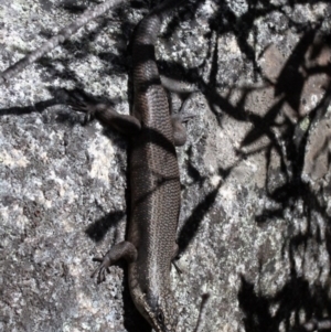 Egernia saxatilis at Paddys River, ACT - 25 Sep 2017 01:36 PM