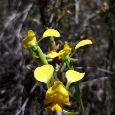 Diuris pardina (Leopard Doubletail) at Murrumbateman, NSW - 26 Sep 2017 by SallyandPeter