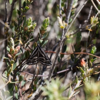 Dichromodes confluaria (Ceremonial Heath Moth) at Murrumbateman, NSW - 26 Sep 2017 by SallyandPeter