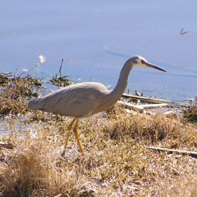 Egretta novaehollandiae (White-faced Heron) at Jerrabomberra Wetlands - 26 Sep 2017 by MatthewFrawley