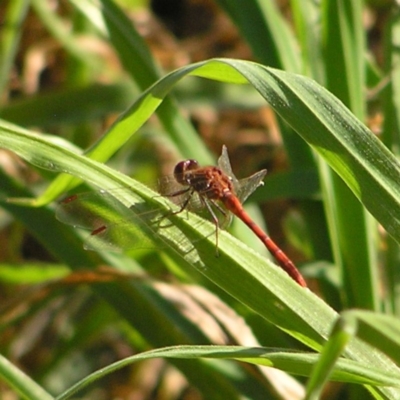 Diplacodes bipunctata (Wandering Percher) at Jerrabomberra Wetlands - 26 Sep 2017 by MatthewFrawley