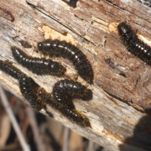 Tenebrionidae (family) at Bruce, ACT - 20 Sep 2017 11:02 AM