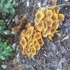 Armillaria luteobubalina (Australian Honey Fungus) at Acton, ACT - 25 Jun 2017 by MAX