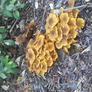 Armillaria luteobubalina at Acton, ACT - 25 Jun 2017