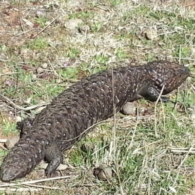 Tiliqua rugosa (Shingleback Lizard) at Hackett, ACT - 17 Sep 2017 by MPW