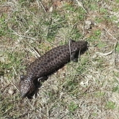 Tiliqua rugosa at Hackett, ACT - 17 Sep 2017 12:24 PM