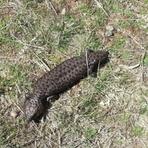 Tiliqua rugosa at Hackett, ACT - 17 Sep 2017 12:24 PM