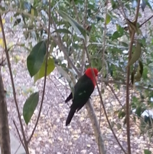 Alisterus scapularis at Dickson, ACT - 31 May 2017