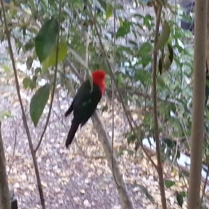 Alisterus scapularis at Dickson, ACT - 31 May 2017