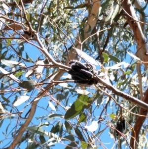 Perga sp. (genus) at Canberra Central, ACT - 26 Sep 2017