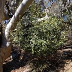 Olea europaea subsp. cuspidata (African Olive) at Mount Majura - 26 Sep 2017 by WalterEgo