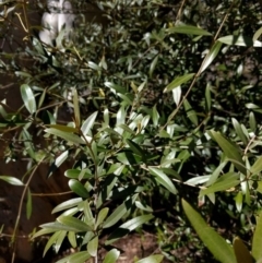 Olea europaea subsp. cuspidata at Canberra Central, ACT - 26 Sep 2017