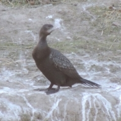 Phalacrocorax sulcirostris (Little Black Cormorant) at Greenway, ACT - 22 Sep 2017 by michaelb