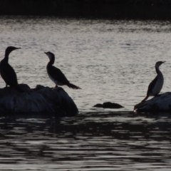 Phalacrocorax sulcirostris at Greenway, ACT - 22 Sep 2017 06:51 PM