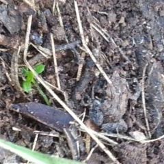 Crinia sp. (genus) (A froglet) at Mount Majura - 21 May 2017 by MAX