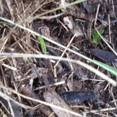 Crinia sp. (genus) at Hackett, ACT - 21 May 2017 02:31 PM