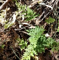 Cheilanthes austrotenuifolia (Rock Fern) at Mount Majura - 26 Sep 2017 by WalterEgo