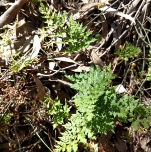 Cheilanthes austrotenuifolia at Hackett, ACT - 26 Sep 2017 01:43 PM