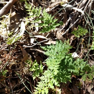 Cheilanthes austrotenuifolia (Rock Fern) at Mount Majura - 26 Sep 2017 by WalterEgo