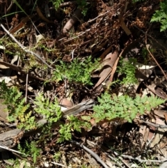 Cheilanthes austrotenuifolia at Hackett, ACT - 26 Sep 2017