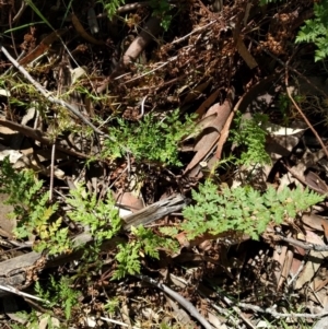 Cheilanthes austrotenuifolia at Hackett, ACT - 26 Sep 2017 01:43 PM