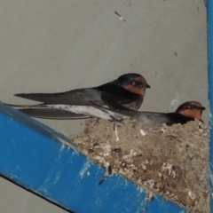 Hirundo neoxena (Welcome Swallow) at Lake Tuggeranong - 22 Sep 2017 by michaelb