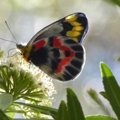 Delias harpalyce (Imperial Jezebel) at Acton, ACT - 26 Sep 2017 by Christine