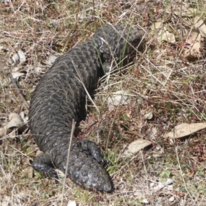 Tiliqua rugosa at Majura, ACT - 25 Sep 2017