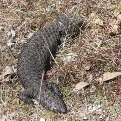 Tiliqua rugosa (Shingleback Lizard) at Mount Ainslie - 24 Sep 2017 by Christine