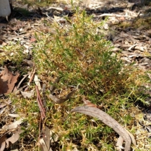 Stellaria pungens at Hackett, ACT - 26 Sep 2017