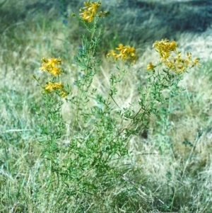 Hypericum perforatum at Tharwa, ACT - 11 Dec 2005