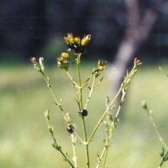 Hypericum perforatum (St John's Wort) at Theodore, ACT - 10 Nov 2005 by MichaelBedingfield