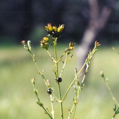 Hypericum perforatum (St John's Wort) at Theodore, ACT - 10 Nov 2005 by MichaelBedingfield