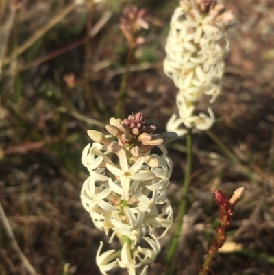 Stackhousia monogyna (Creamy Candles) at Chifley, ACT - 26 Sep 2017 by George