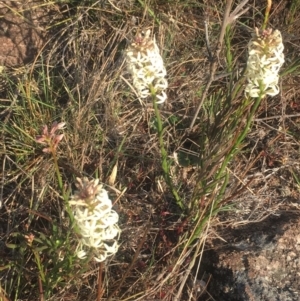 Stackhousia monogyna at Chifley, ACT - 27 Sep 2017 07:45 AM