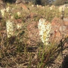 Stackhousia monogyna at Chifley, ACT - 27 Sep 2017 07:45 AM