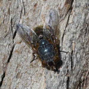 Calliphora stygia at Paddys River, ACT - 12 Aug 2017 03:44 PM