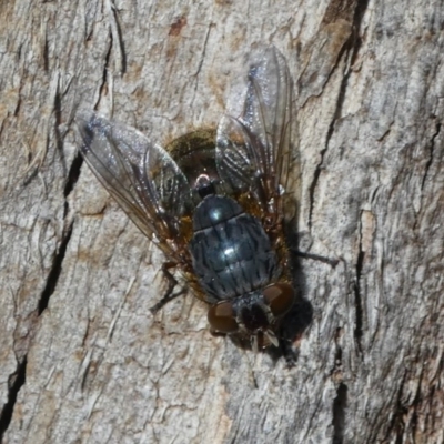 Calliphora stygia (Brown blowfly or Brown bomber) at Paddys River, ACT - 12 Aug 2017 by HarveyPerkins