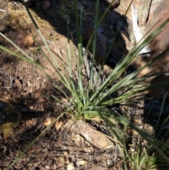 Lomandra longifolia (Spiny-headed Mat-rush, Honey Reed) at Mount Majura - 26 Sep 2017 by WalterEgo