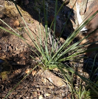 Lomandra longifolia (Spiny-headed Mat-rush, Honey Reed) at Mount Majura - 26 Sep 2017 by WalterEgo