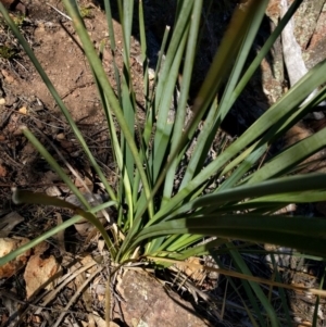 Lomandra longifolia at Hackett, ACT - 26 Sep 2017