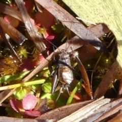 Bobilla sp. (genus) (A Small field cricket) at Tidbinbilla Nature Reserve - 20 Aug 2017 by HarveyPerkins