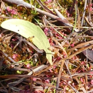 Bobilla sp. (genus) at Paddys River, ACT - 20 Aug 2017