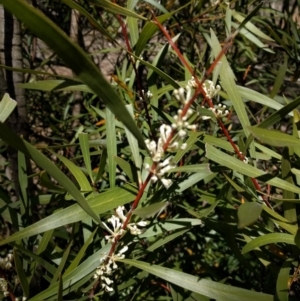 Hakea eriantha at Canberra Central, ACT - 26 Sep 2017