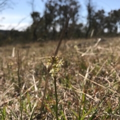 Stackhousia monogyna (Creamy Candles) at Goorooyarroo NR (ACT) - 27 Sep 2017 by JasonC