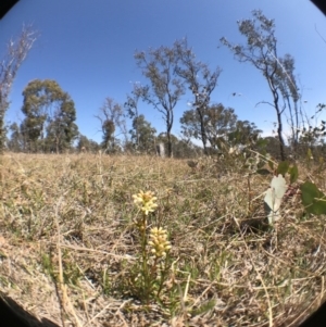 Stackhousia monogyna at Goorooyarroo NR (ACT) - 27 Sep 2017 02:10 PM