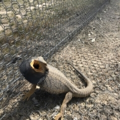 Pogona barbata (Eastern Bearded Dragon) at Goorooyarroo NR (ACT) - 27 Sep 2017 by JasonC